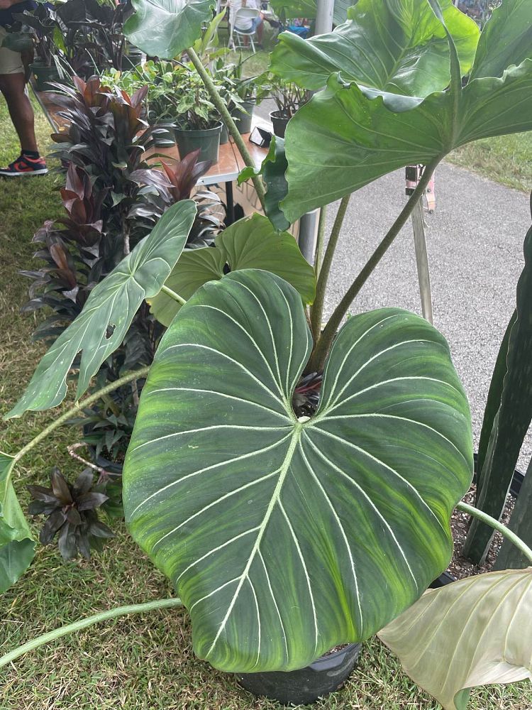 philodendron-gloriosum