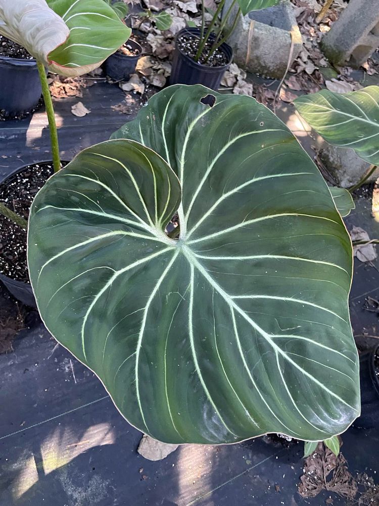 philodendron-gloriosum