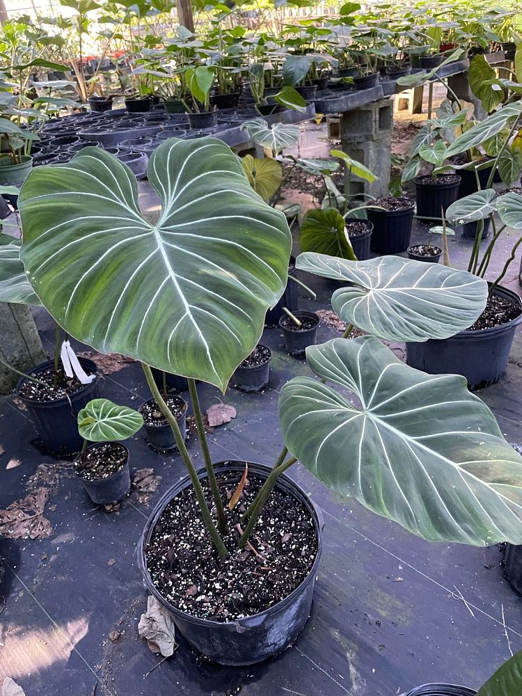 philodendron-gloriosum