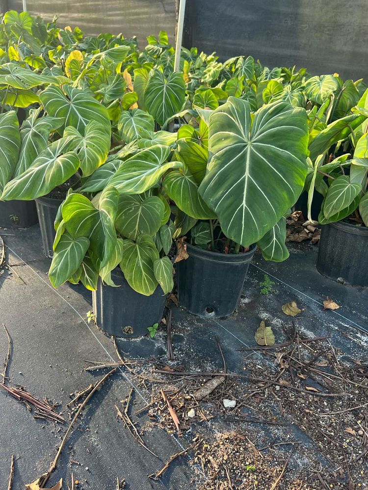 philodendron-gloriosum