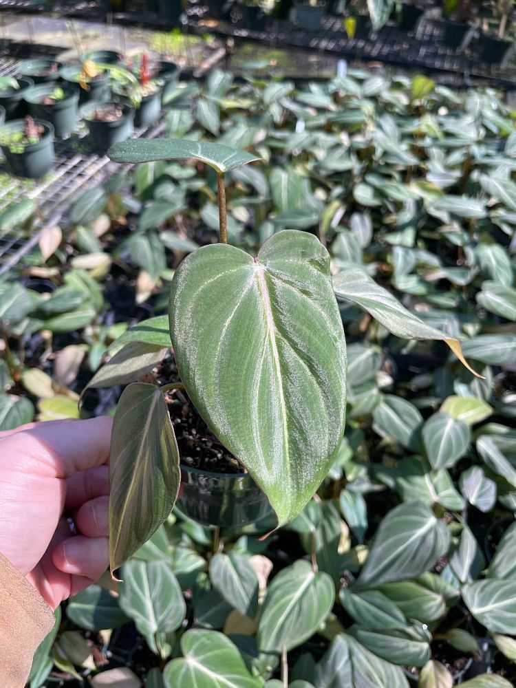 philodendron-gloriosum