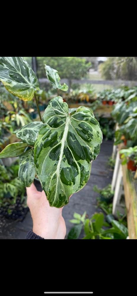 philodendron-gloriosum