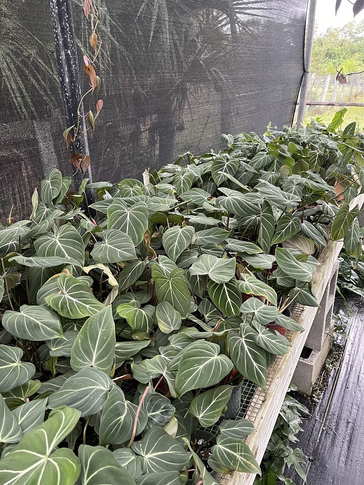 philodendron-gloriosum