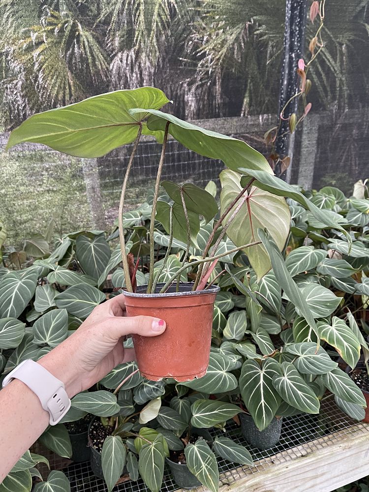 philodendron-gloriosum