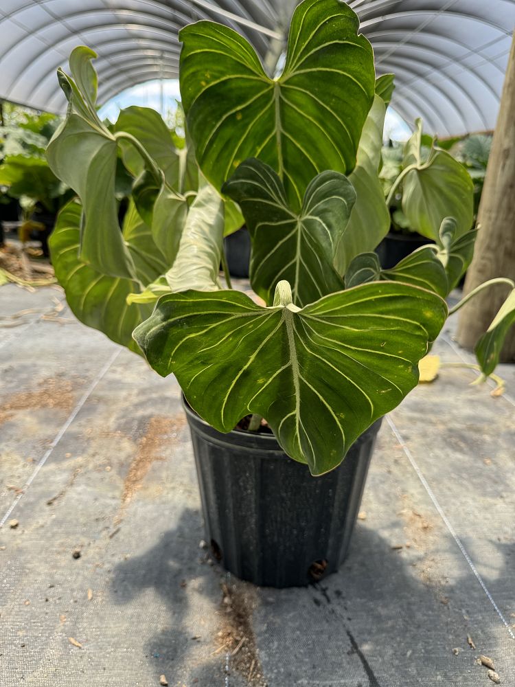 philodendron-gloriosum