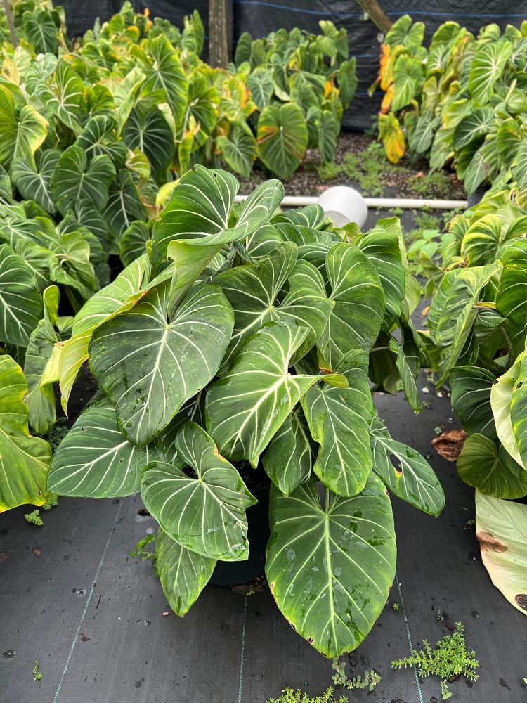 philodendron-gloriosum