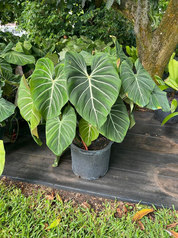 philodendron-gloriosum