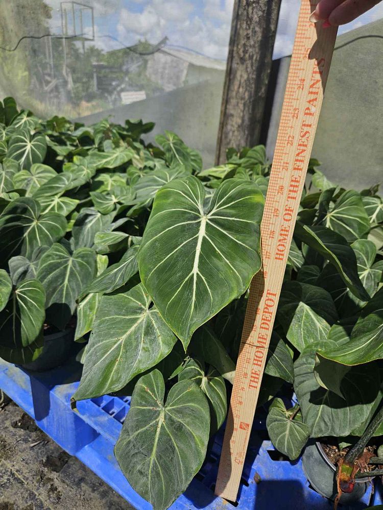 philodendron-gloriosum