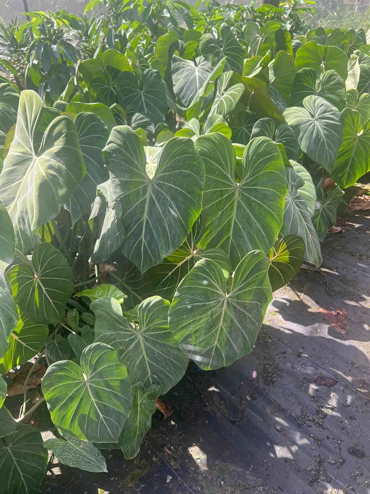 philodendron-gloriosum