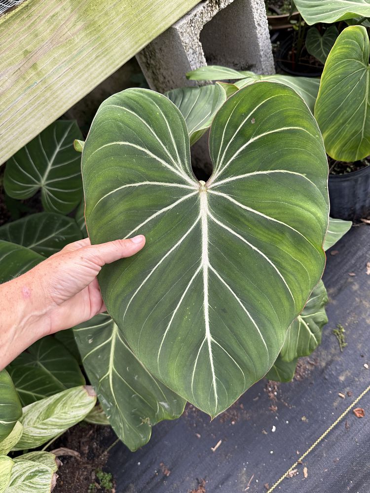 philodendron-gloriosum