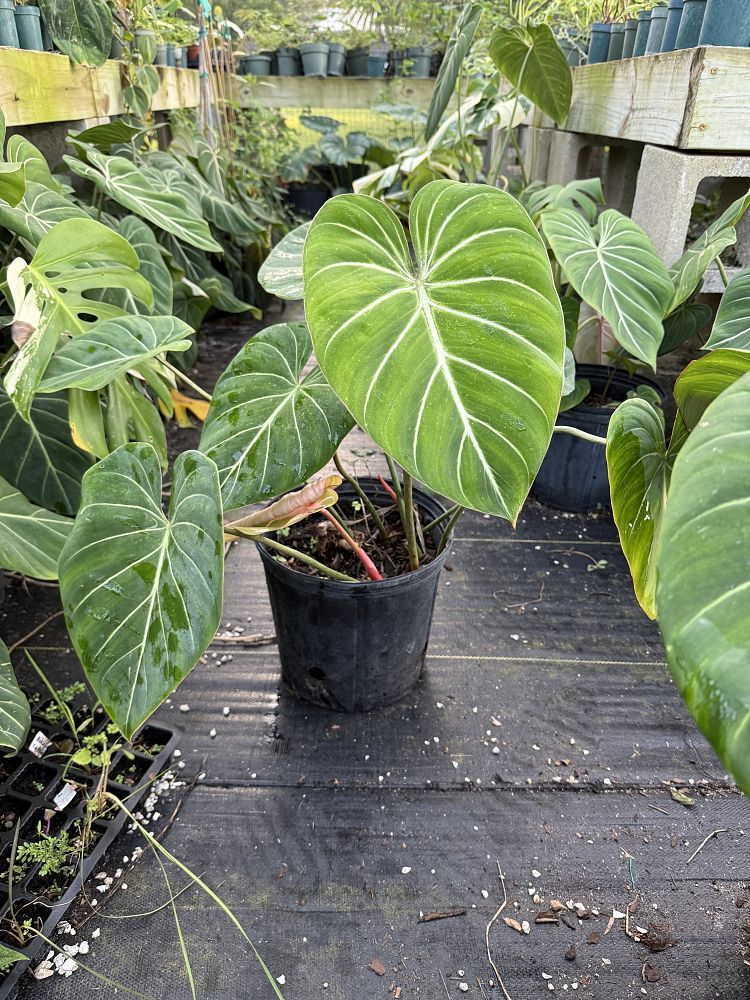philodendron-gloriosum