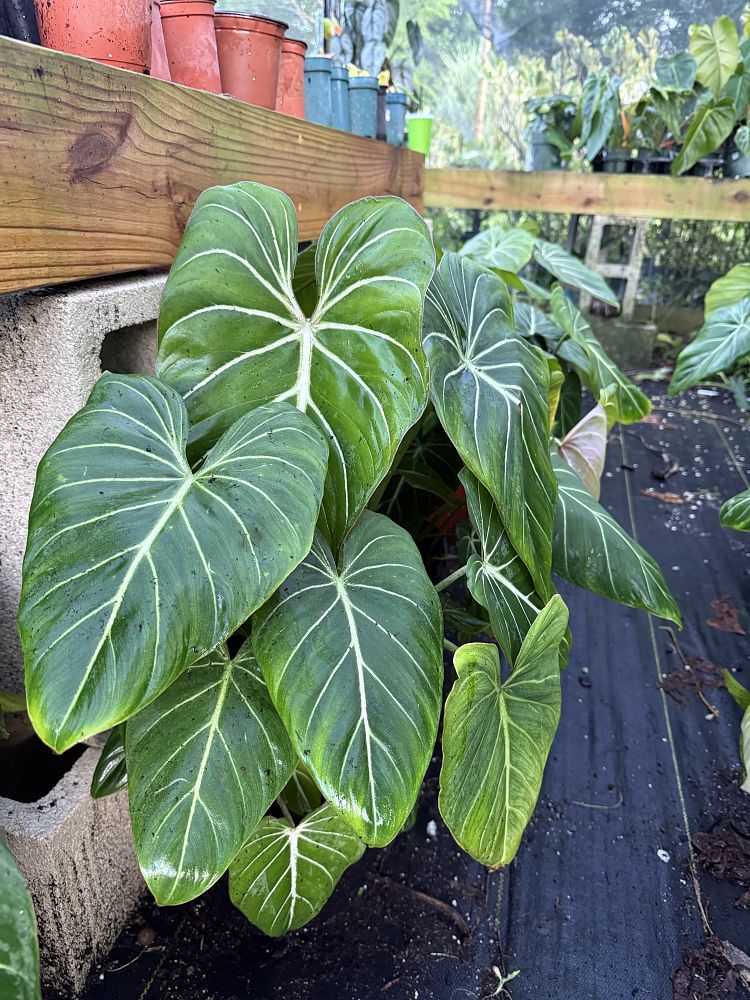 philodendron-gloriosum