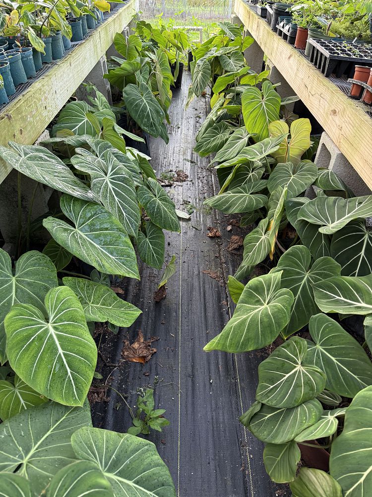 philodendron-gloriosum