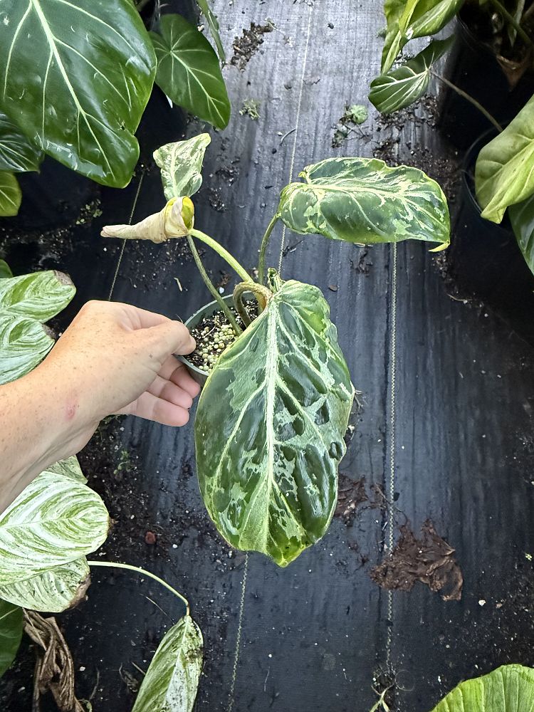 philodendron-gloriosum
