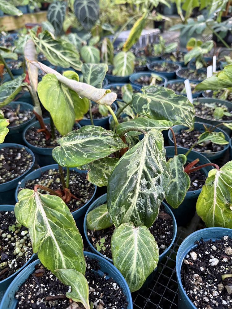 philodendron-gloriosum