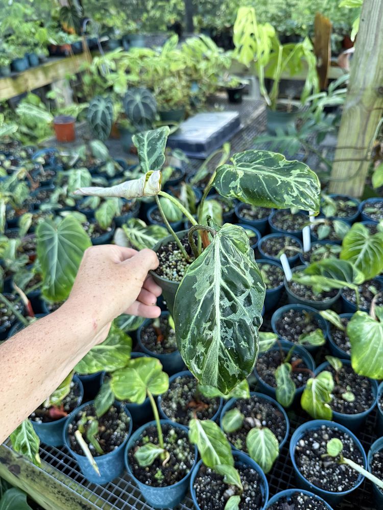 philodendron-gloriosum