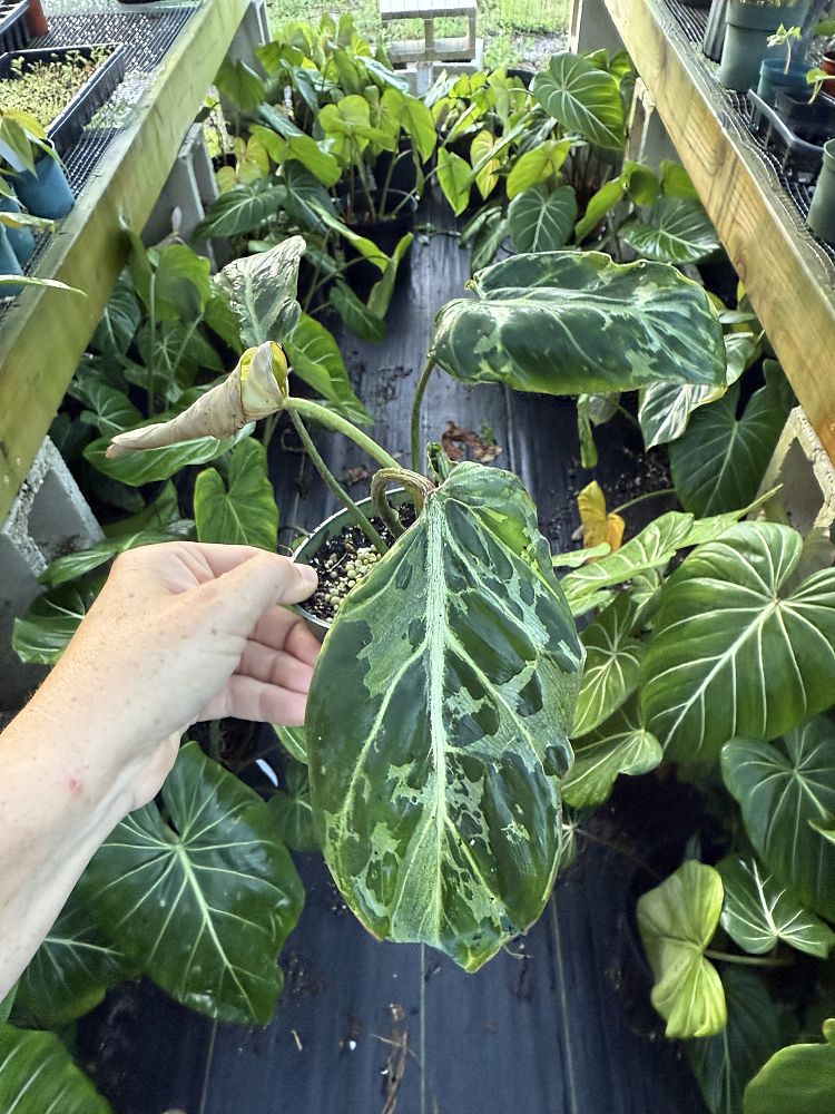 philodendron-gloriosum