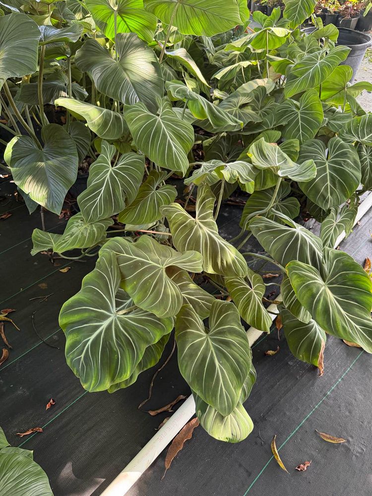 philodendron-gloriosum