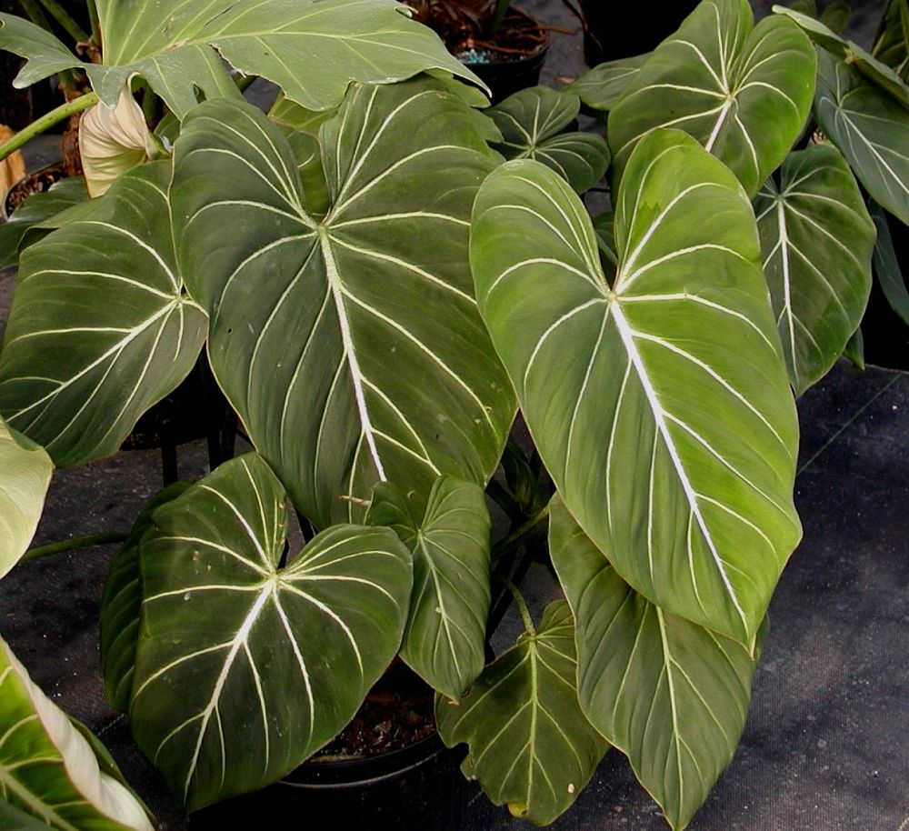philodendron-gloriosum