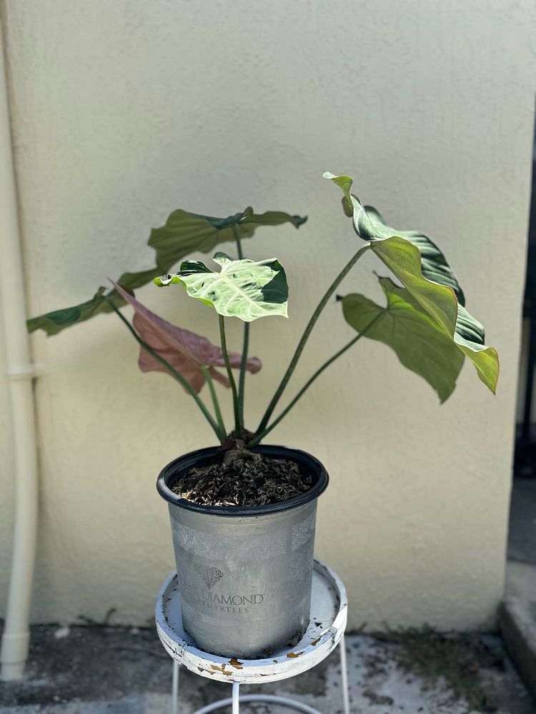 philodendron-gloriosum