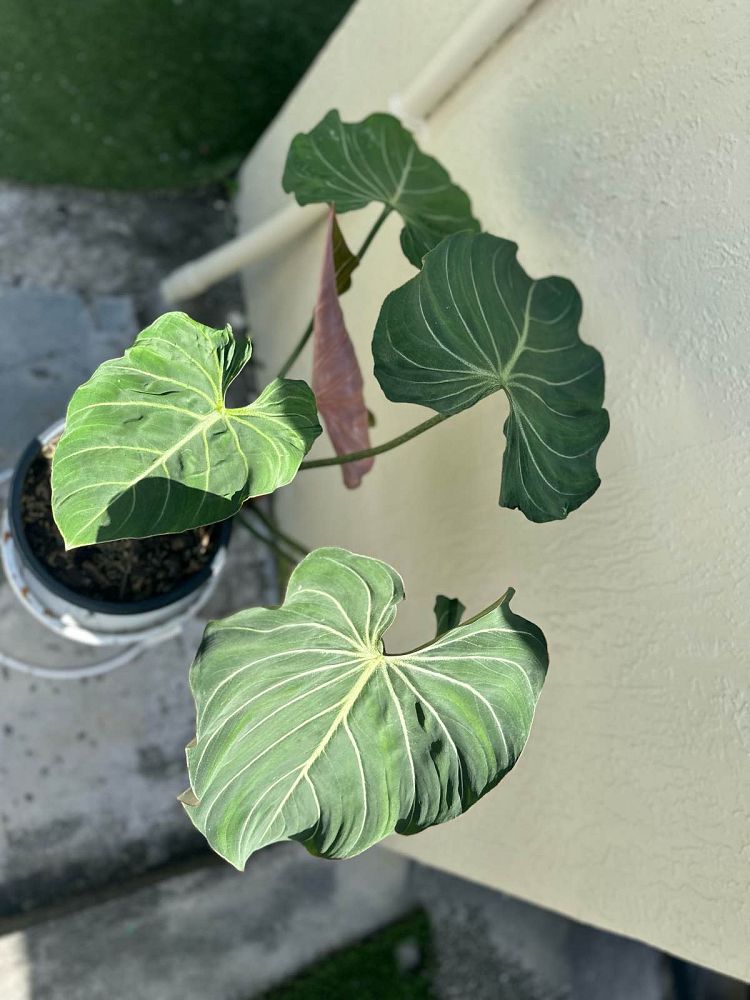philodendron-gloriosum