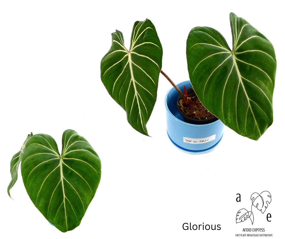 philodendron-glorious