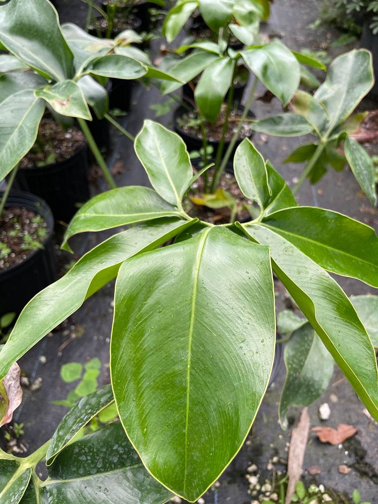 philodendron-goeldii