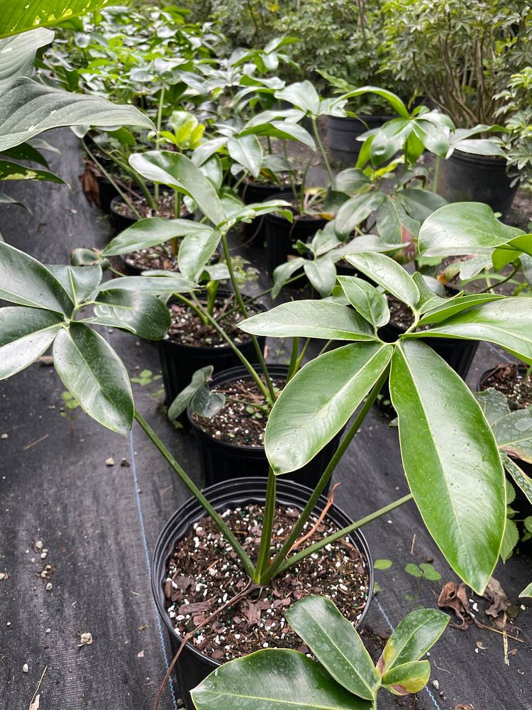 philodendron-goeldii
