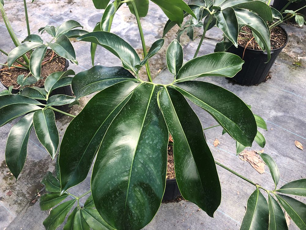 philodendron-goeldii