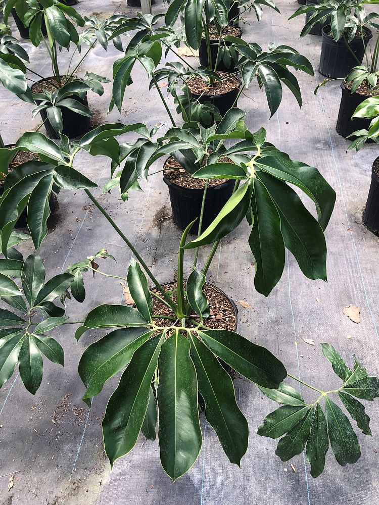 philodendron-goeldii
