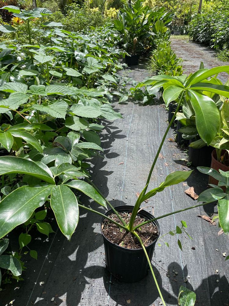 philodendron-goeldii
