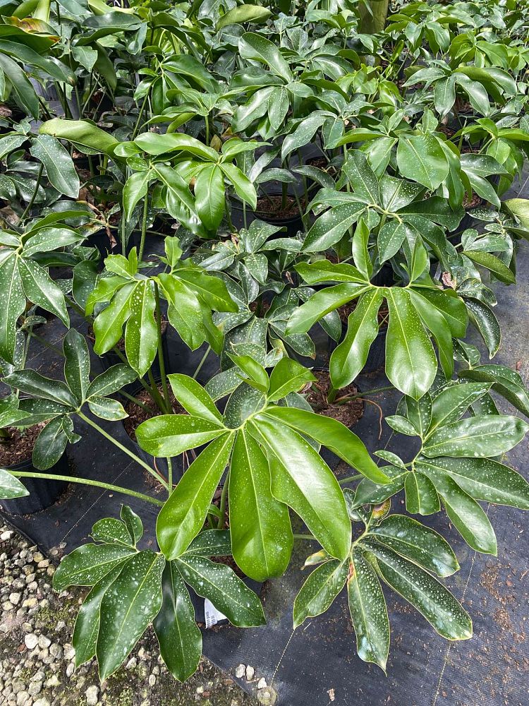 philodendron-goeldii
