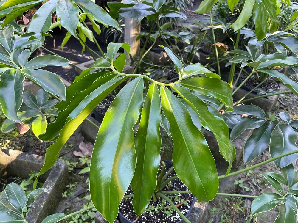 philodendron-goeldii