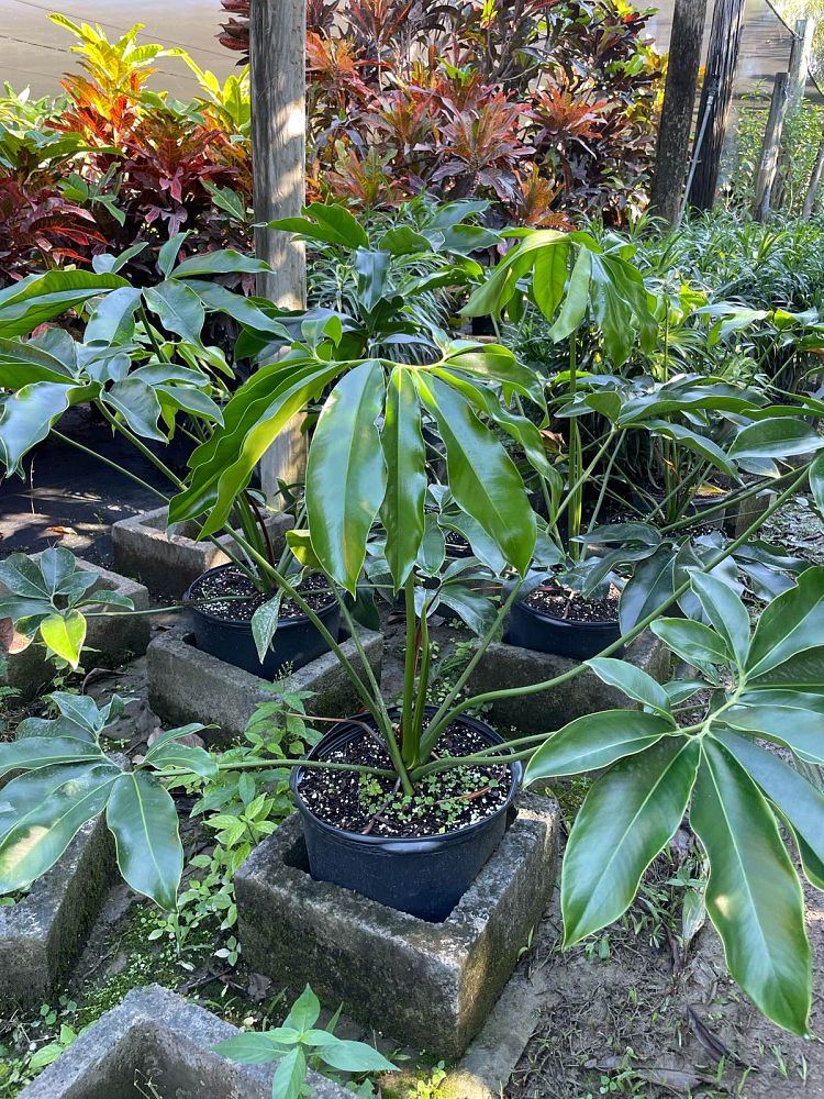 philodendron-goeldii