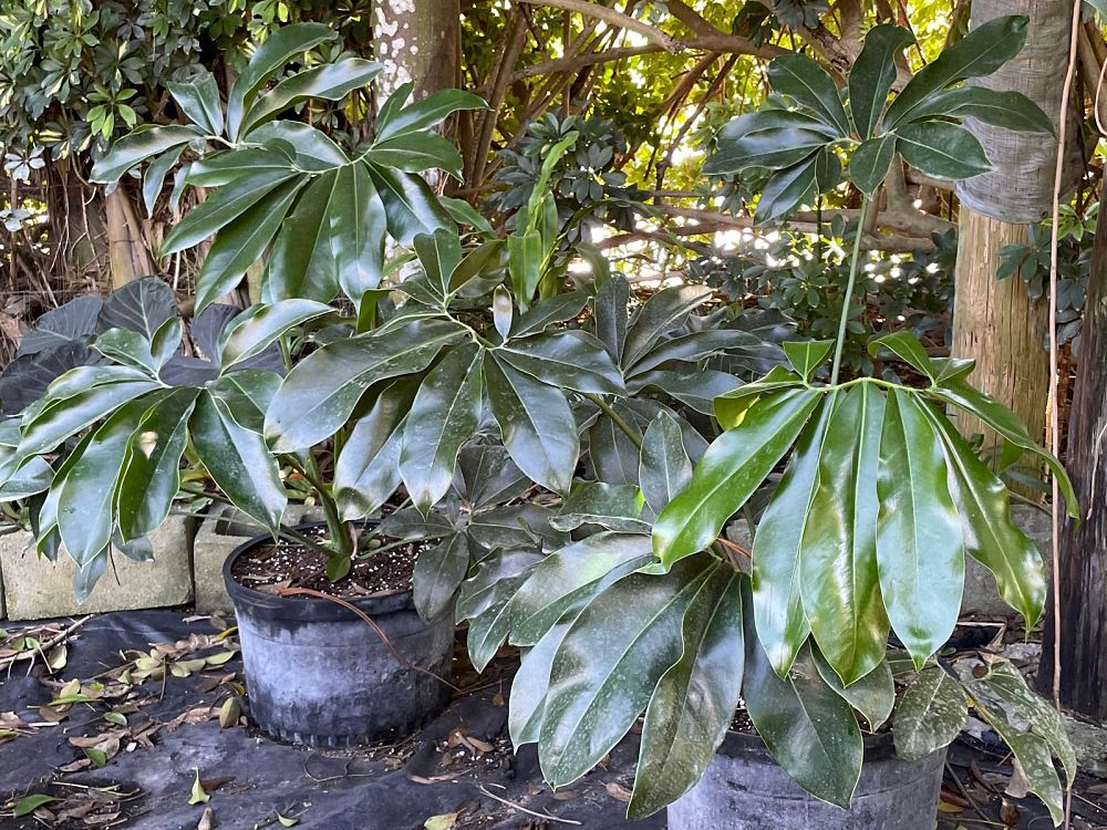 philodendron-goeldii