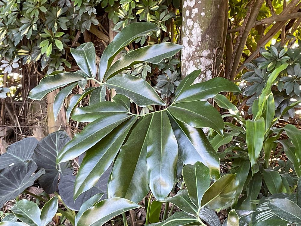 philodendron-goeldii