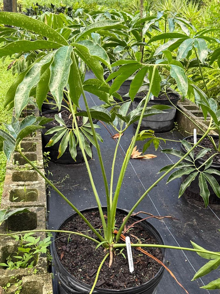 philodendron-goeldii