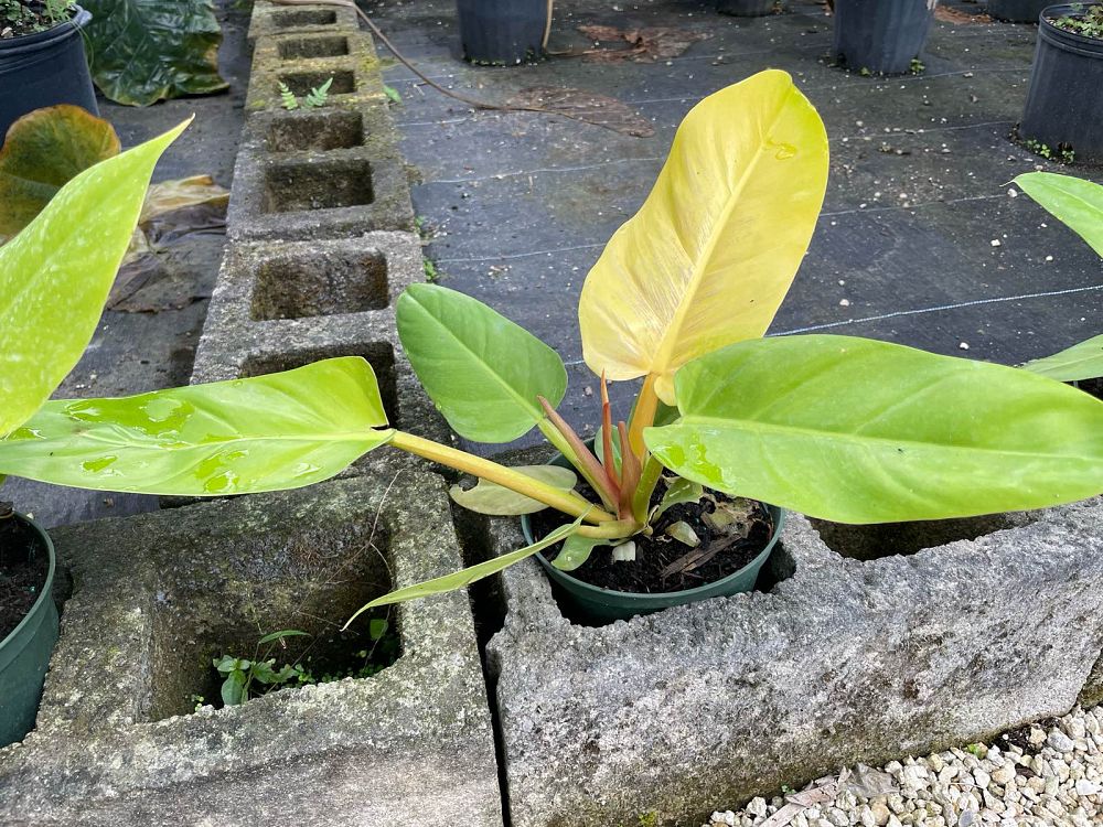 philodendron-golden-melinonii