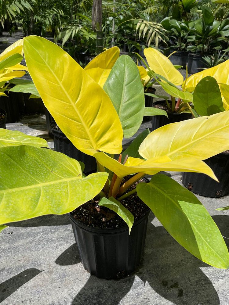 philodendron-golden-melinonii