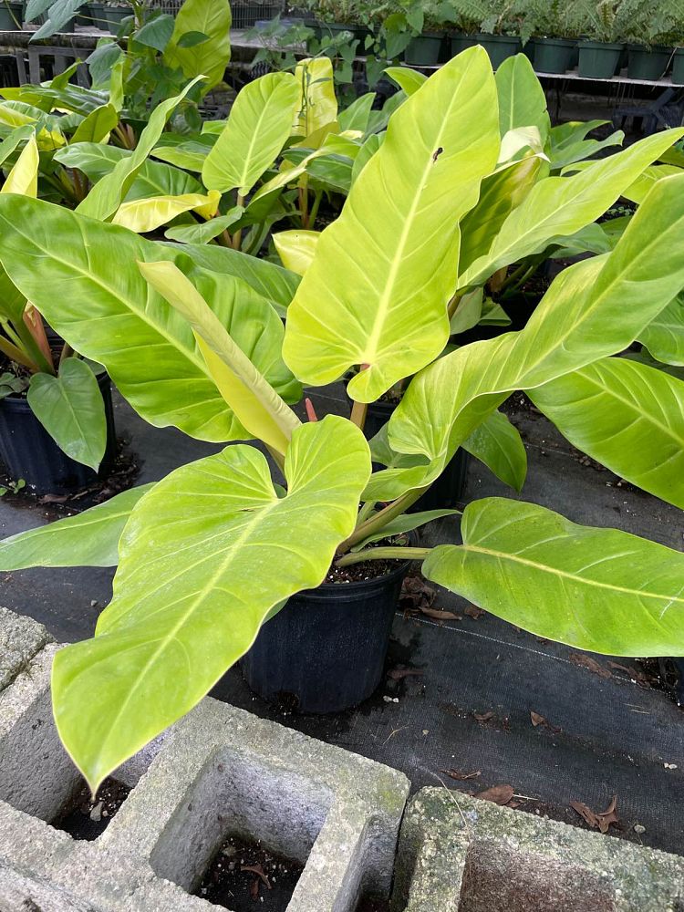 philodendron-golden-melinonii