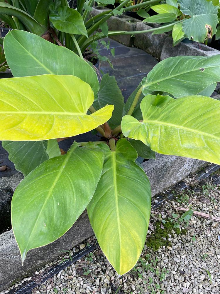 philodendron-golden-melinonii