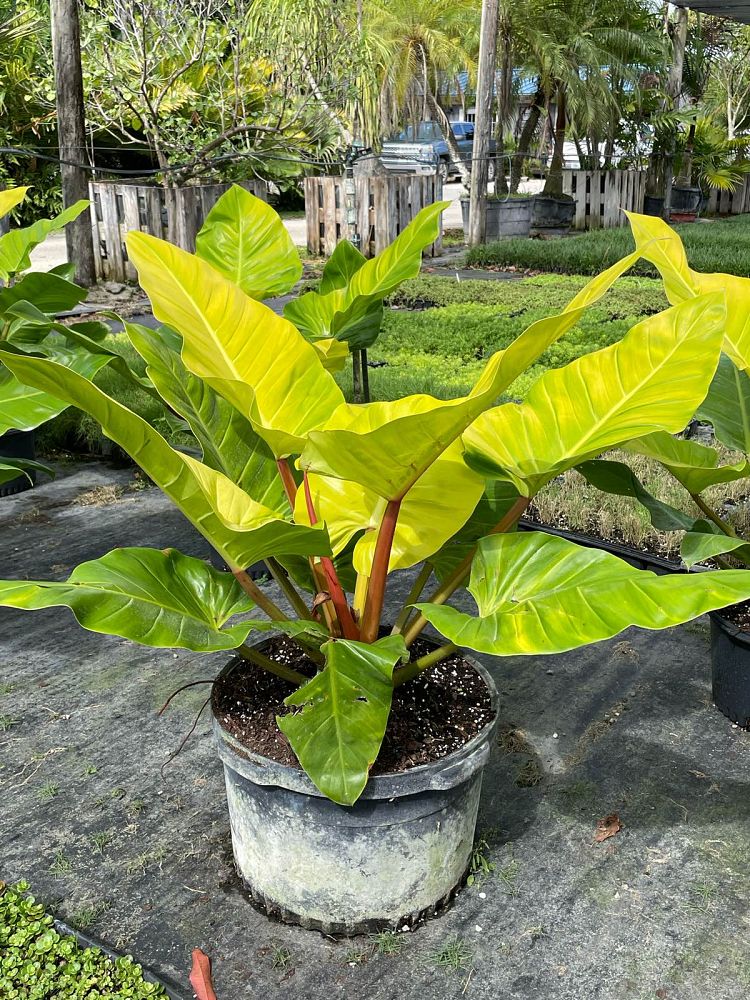 philodendron-golden-melinonii