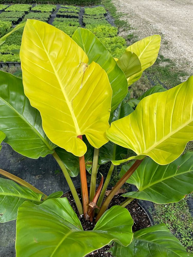 philodendron-golden-melinonii