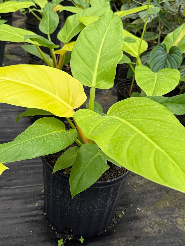 philodendron-golden-melinonii
