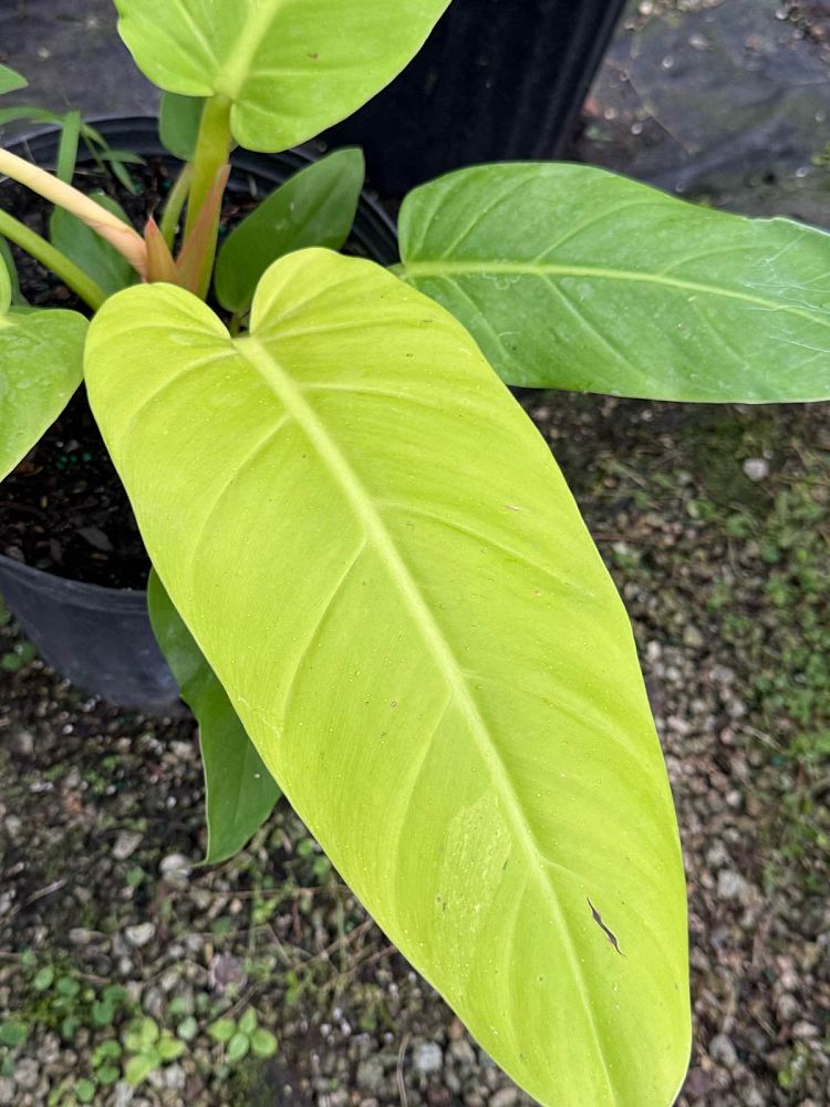 philodendron-golden-melinonii
