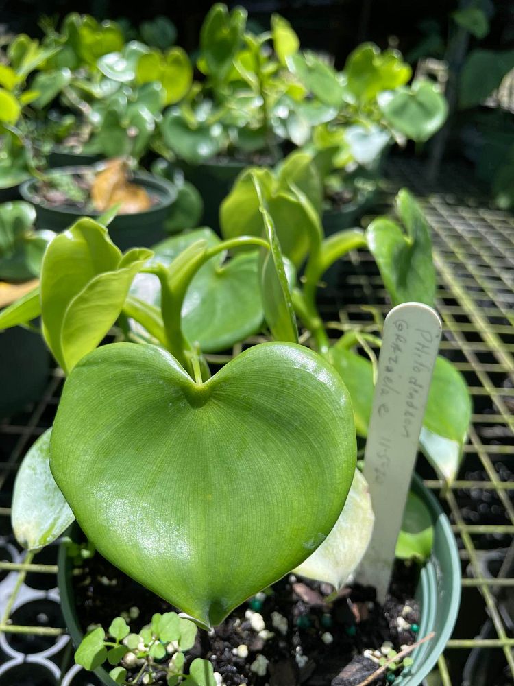 philodendron-grazielae