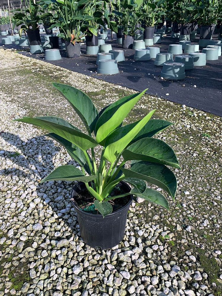 philodendron-green-princess