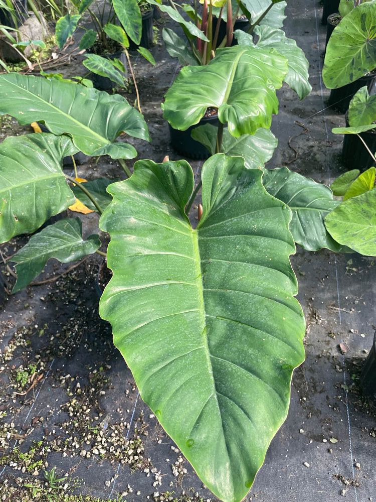 philodendron-green-princess