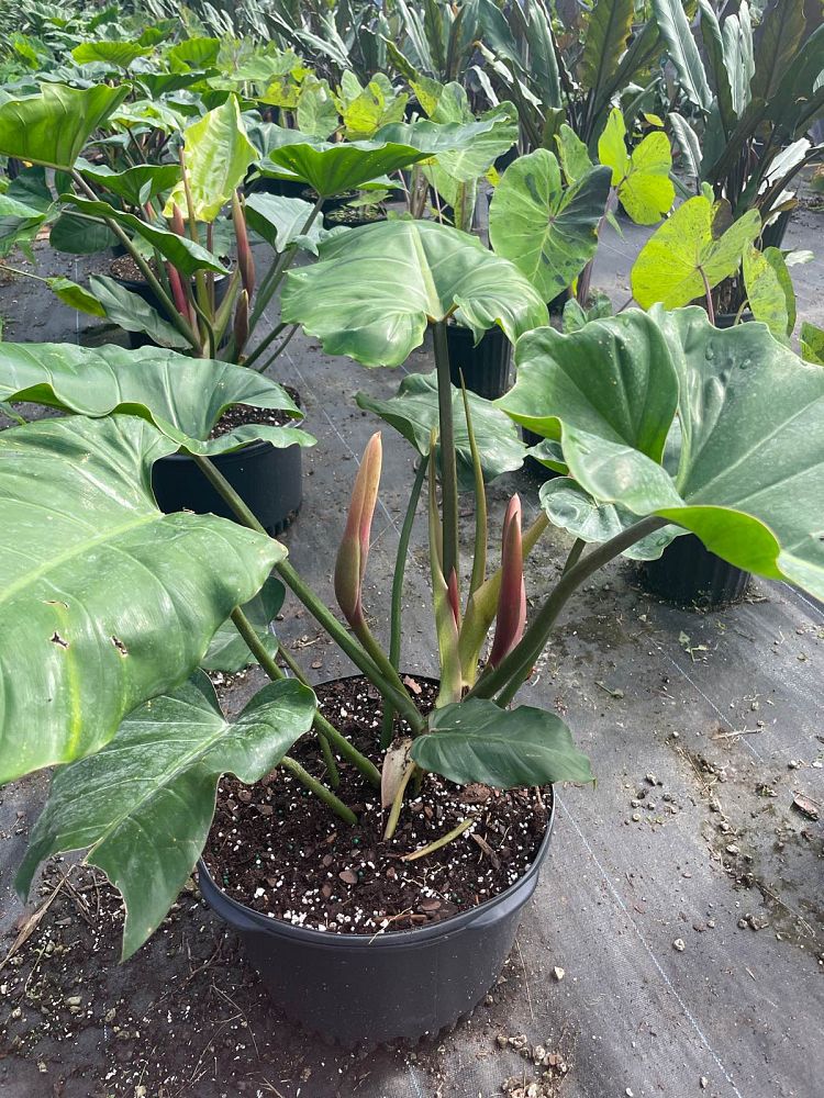 philodendron-green-princess