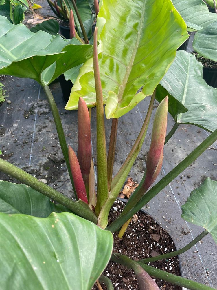 philodendron-green-princess